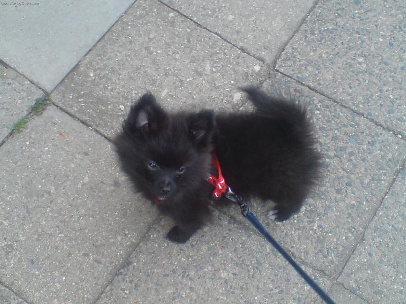 Foto: SV�T PS�:primitivn� typy a �picov�-jak vyosko mus�m je�t� tu hlavu d�t