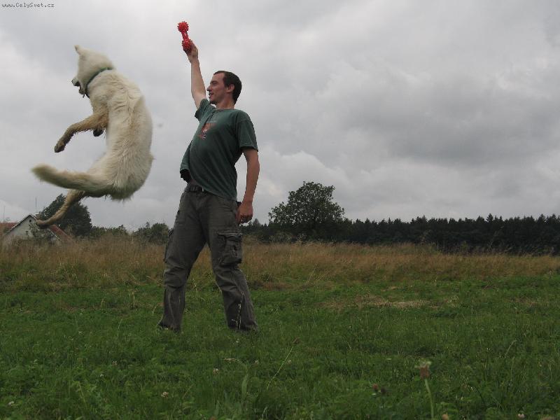 Foto: Alexis Dodecantheon-Hop!