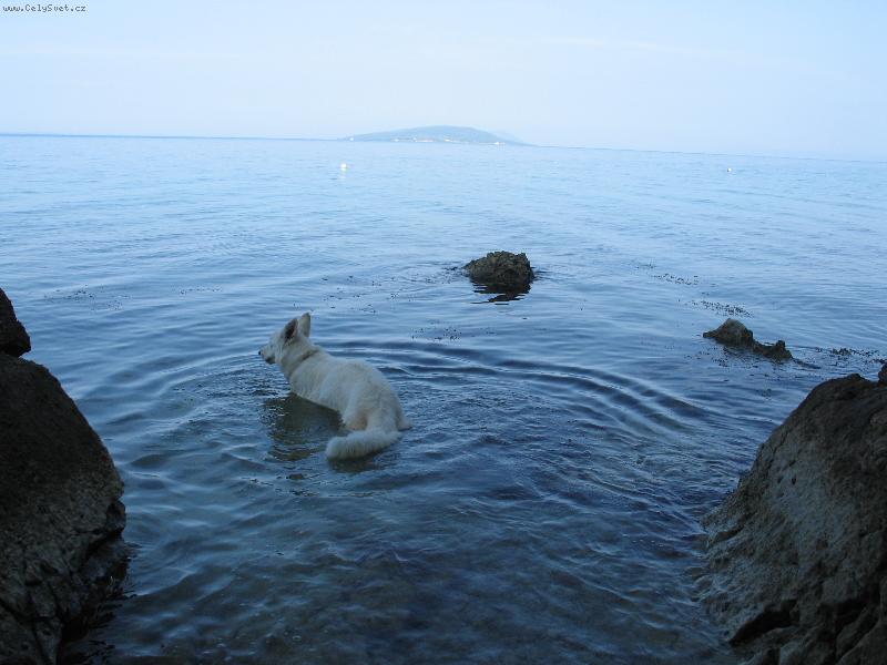 Foto: Alexis Dodecantheon-Tak, kam poppluju?! T�eba do Afriky?