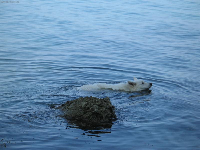 Foto: Alexis Dodecantheon-Tak, kam poppluju?! T�eba do Afriky?