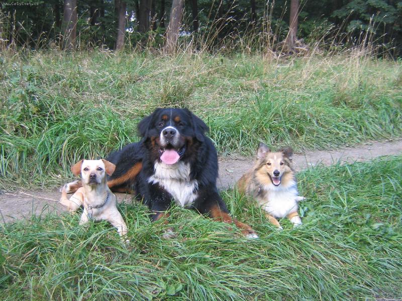 Foto: K�MO�I-Britovi k�mo�ky-�eltie Ka�enka a k��enec jezev��ka Betynka