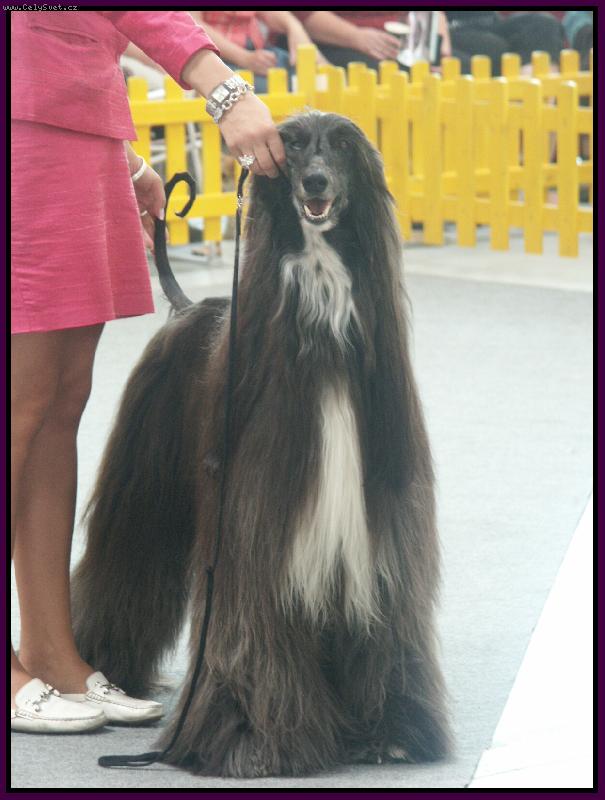 Foto: Afgh�nsk� chrt-MVP Bratislava 2007