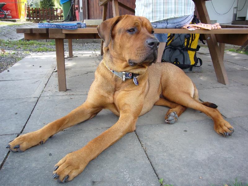 Foto: Cayroschi Diamant severu