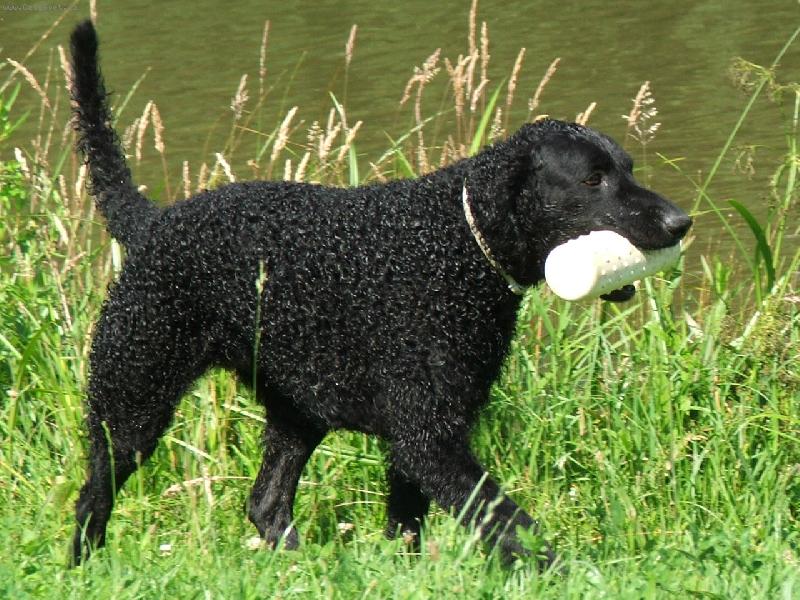 Foto: Curly coated retr�vr-Ursus z Ledenick�ch zahrad