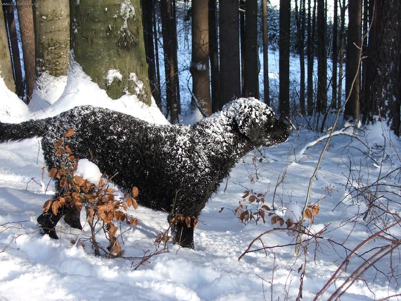 Foto: Curly Coated Retriever-Ursus z Ledenick�ch zahrad 1