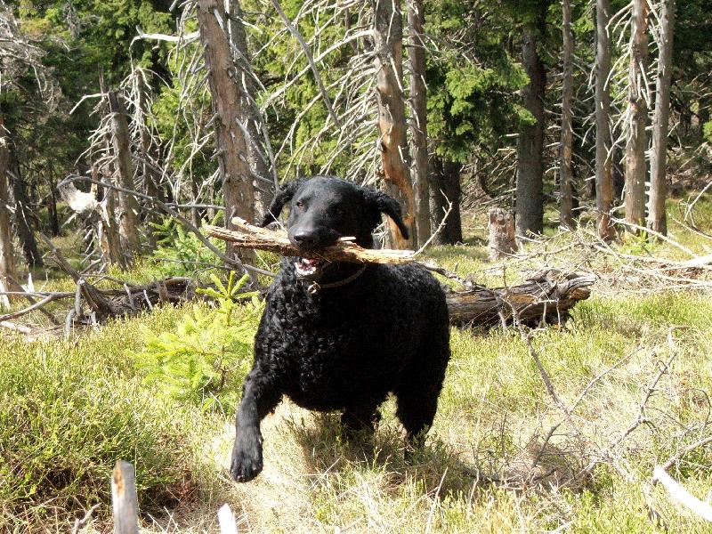 Foto: Curly Coated Retriever- Ursus z Ledenick�ch zahrad 1