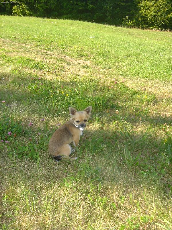 Foto: Tak m�m hl�dat nebo nem�m? �ivav�k Ad�k - Adalbert z D��ov� zahrady