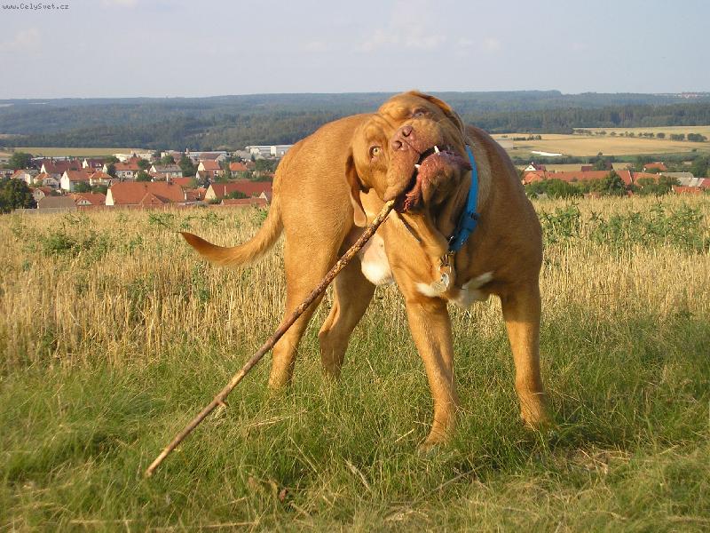 Foto: Gab�k-tak jsem trochu povyrostl