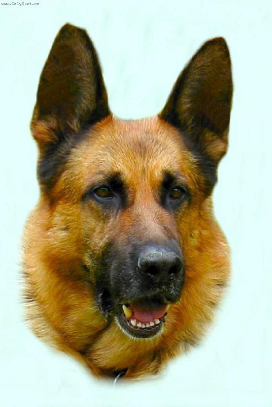 Foto: Yeck Ornis Bohemia-m�j Yeck