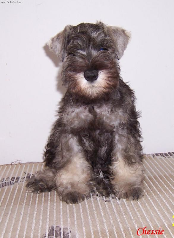 Foto: Chessie-z Povod� Oharky