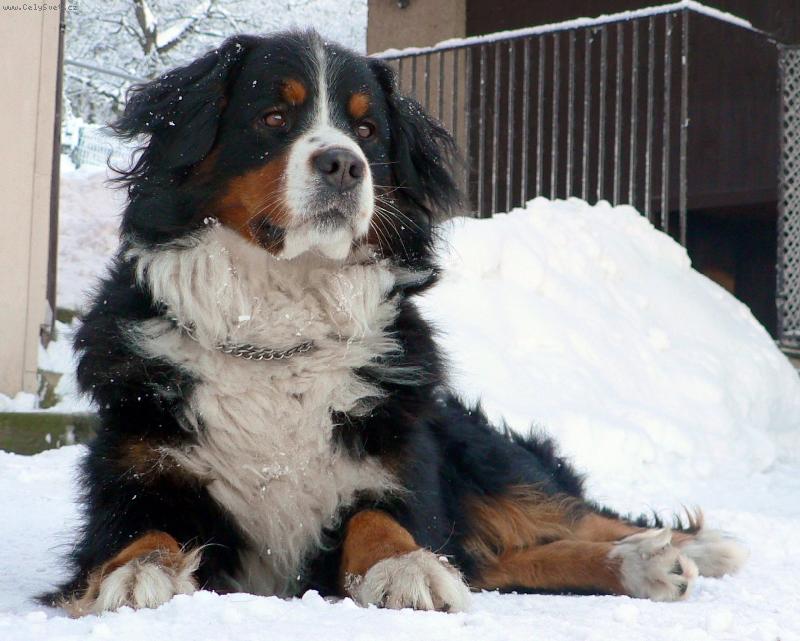 Foto: Betty v zim� - www.bspes.cz-Betty Neborovsk� ran�. I v zim� na sn�hu j� nic nechyb�.