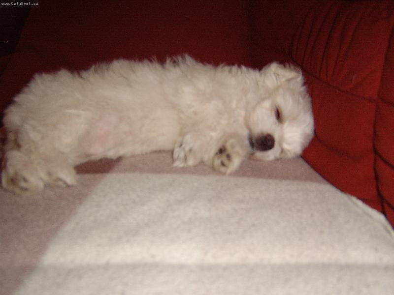 Foto: na�e Dafinka-tady byla jen dva dny u n�s doma