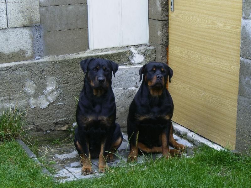 Foto: jackie a zola-dve rotvajlerky jackie a zola