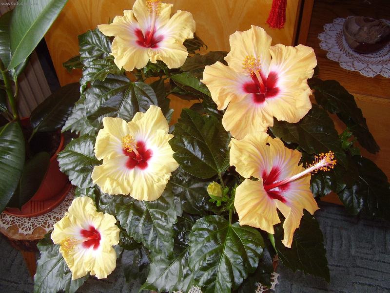 Foto: IBI�EK-TO JE ALE N�DHERA �E?