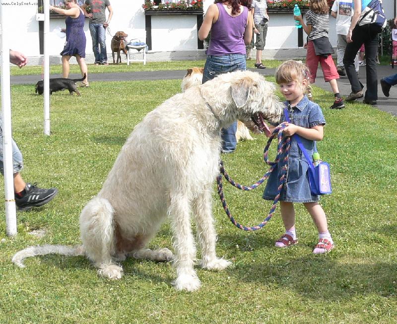 Foto: tenhle pejsek se Michalce l�b�-p�j�ili ji ho dv� hodn� pan� na v�stav� v Mlad� Boleslavi