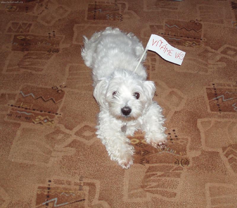 Foto: CHARL��EK-PR�V� V�T� SV� P�N��KY Z DOVOLEN�