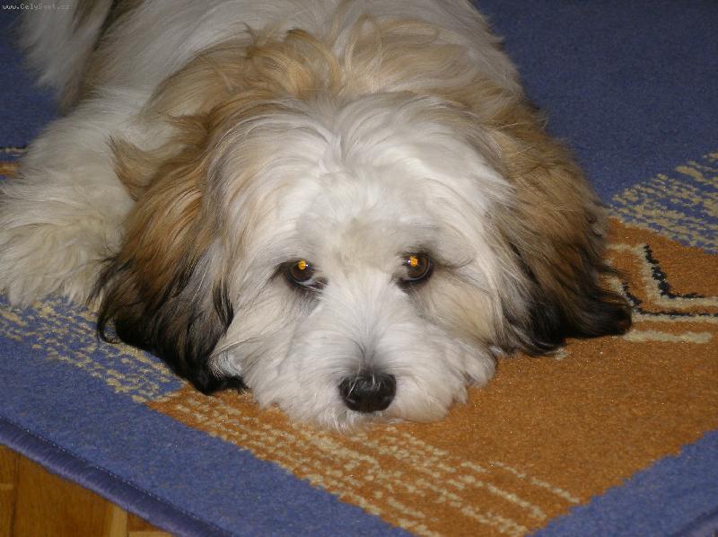 Foto: havansk� bi�onek-sle�na T�na