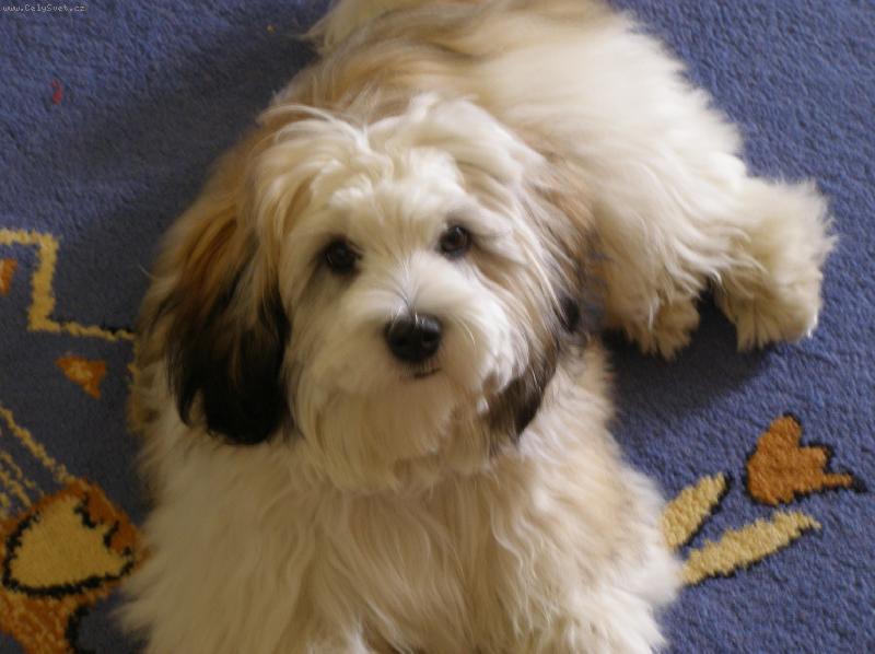 Foto: havansk� bi�onek-sle�na T�na