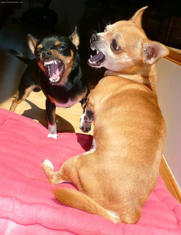 Foto: "M�me se stra�n� moc r�di!"-Celest�n a Valent�n