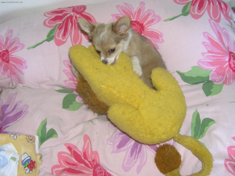 Foto: muj mazl��ek-bojuje s velk�m lvem:o)