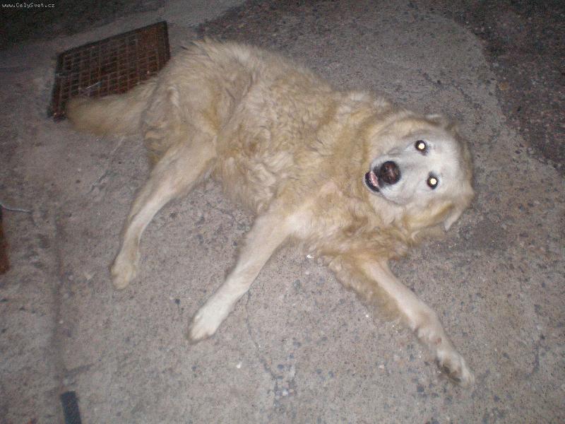 Foto: Rocky-14 let-Opravdu to nen� poslu�n� plemeno,ale je klidn� a hodn�.Zn�m z It�lie,zem� jeho p�vodu 3 takov�.