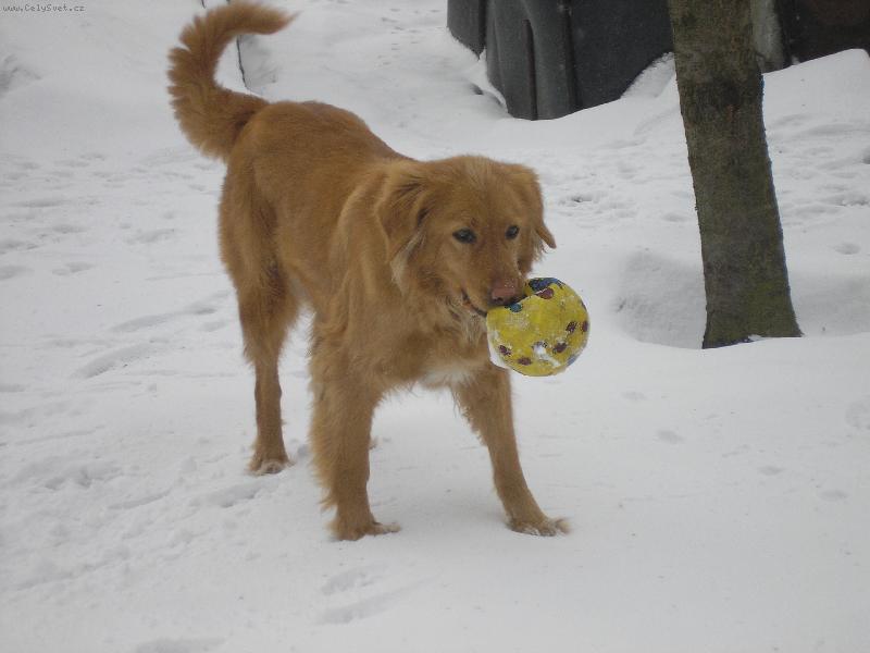 Foto: S�rinka-Hr�tky ve sn�hu