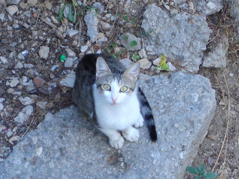 Foto: Chorvatsk� ko�ka