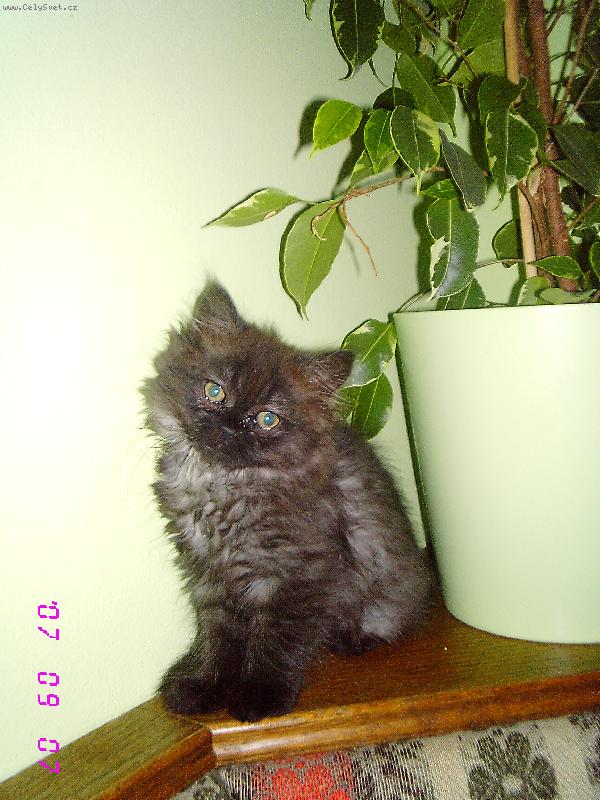 Foto: moje persk� ko�i�ka T�nka-mal� ro��anda :-)