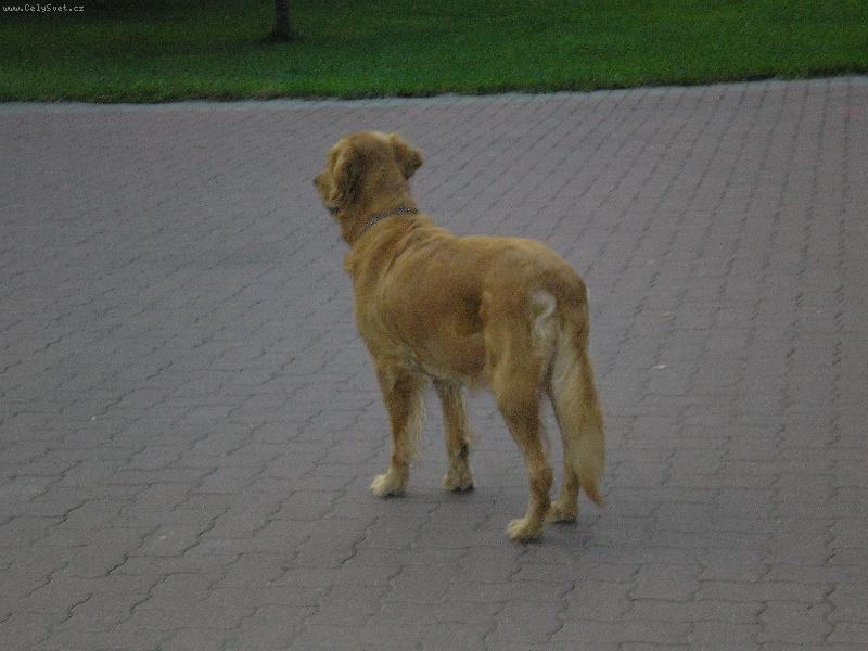 Foto: Bif��sek-To je o5 m�j us��s pejsek v�stav�k