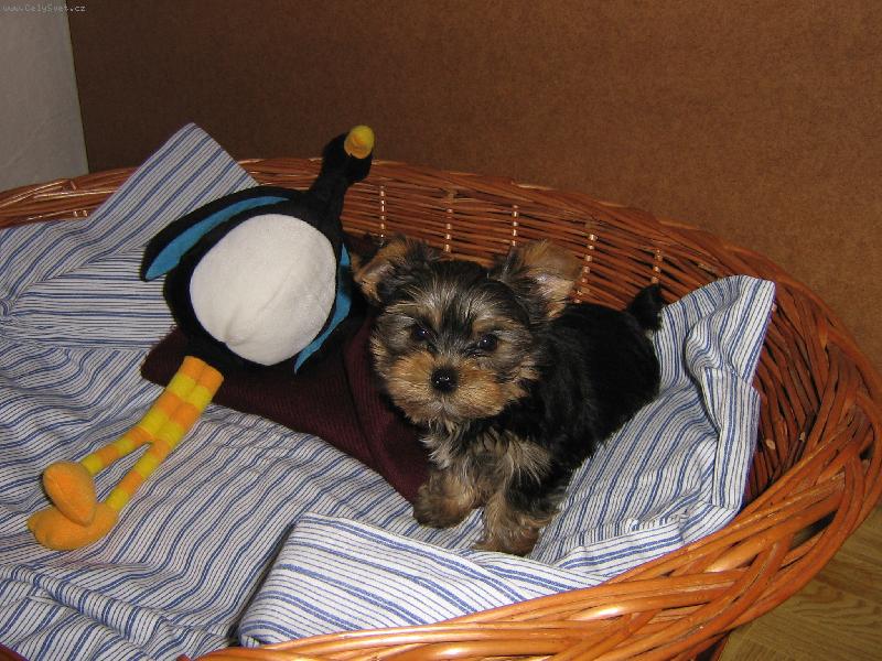 Foto: Bert�k a pt�k-M�j jorki ve sv�m pel�ku s obl�benou hra�kou