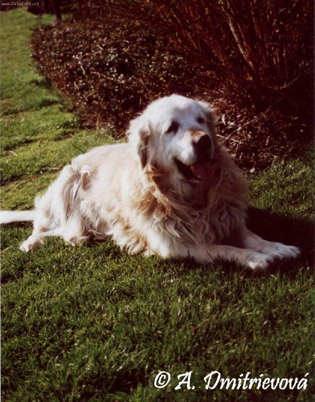 Foto: Zlat� retr�vr Lord-krasavec:-)