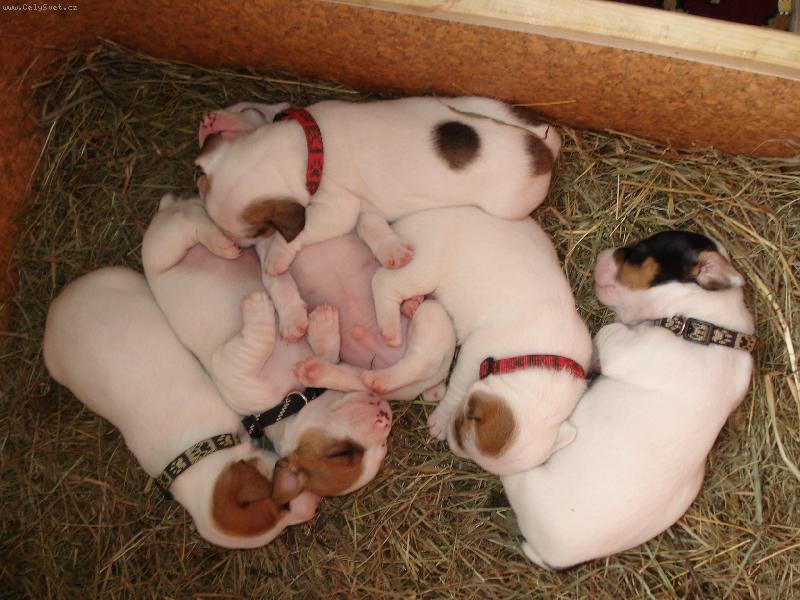 Foto: Phoebe-Rodinka