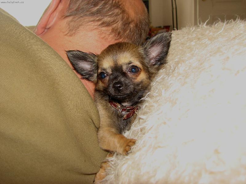 Foto: pol�t�� z �ivavy-pol�t�� z �ivavy