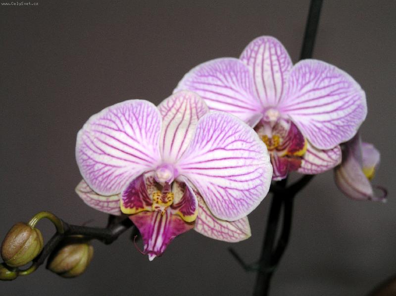 Foto: Faleponis, m�rovec