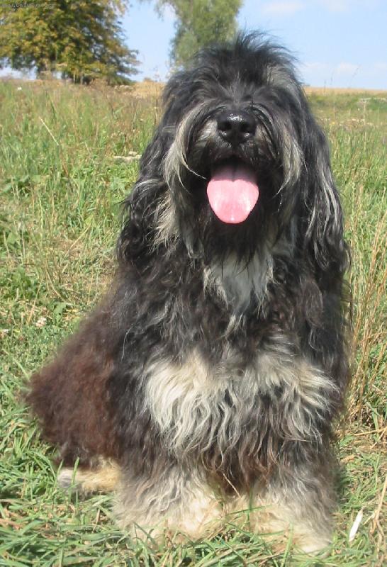 Foto: Prvn� p�edstavitel plemene Cao da Serra de Aires v �esk� republice-Marotta do Casal da Vinha