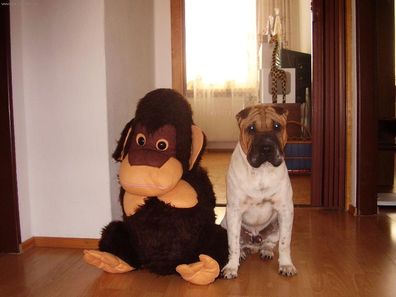 Foto: Rony-http://sarpejrony.estranky.cz