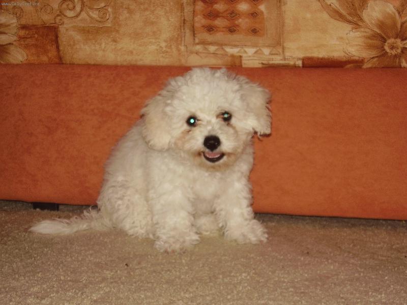 Foto: M�j Falco-Jsem takov� mal� zlob�tko:-)