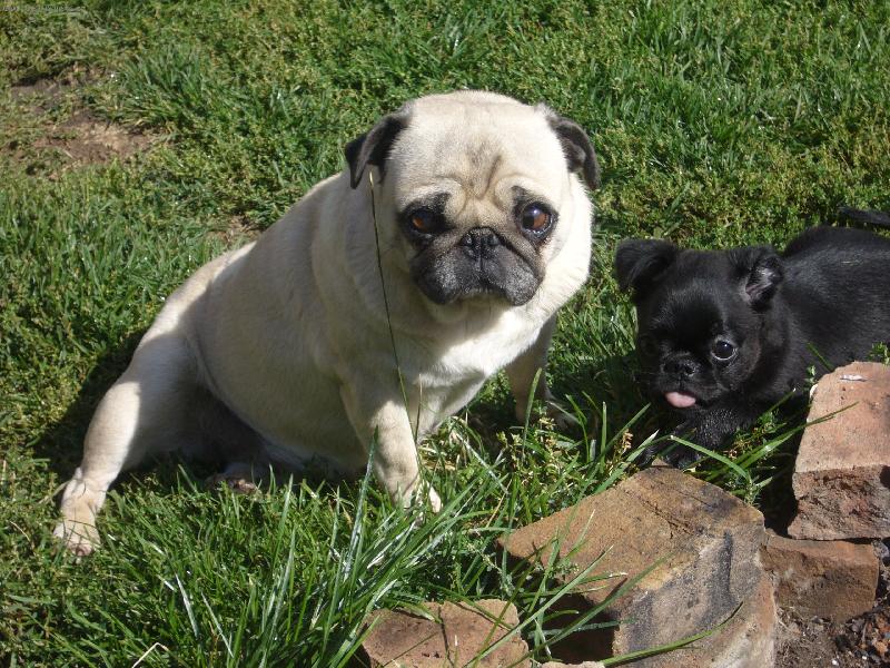 Foto: Eli�ka s brabant�kem