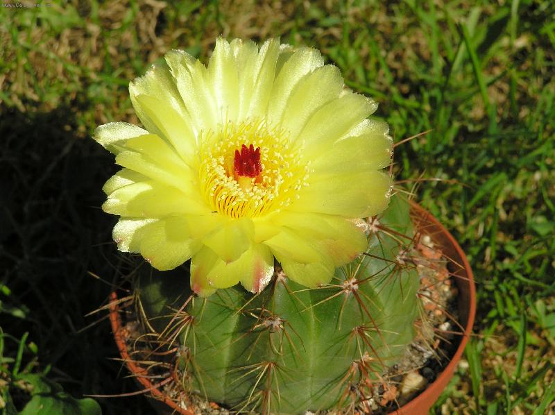 Foto: Notocactus