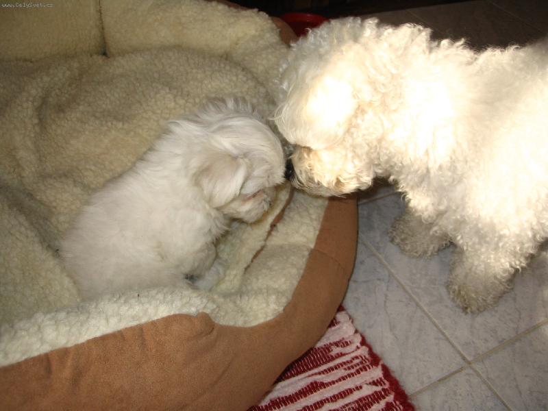 Foto: SISI a TOBY-Toto je m�j pelech Ty krpec, �o tam rob�?