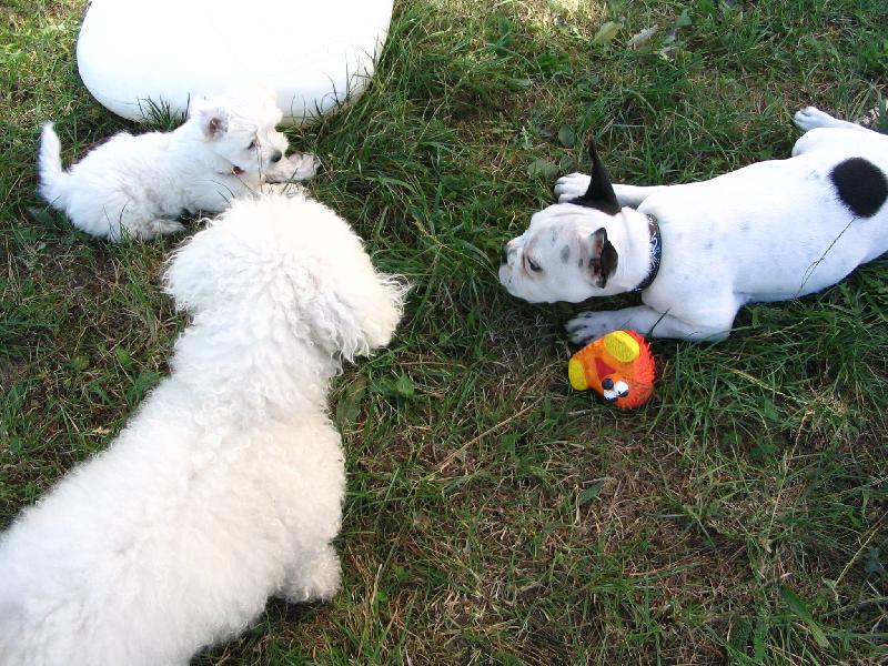 Foto: SISI, TOBY A SAMKO-Aj my pom�hame na brig�dach (oddychova�)