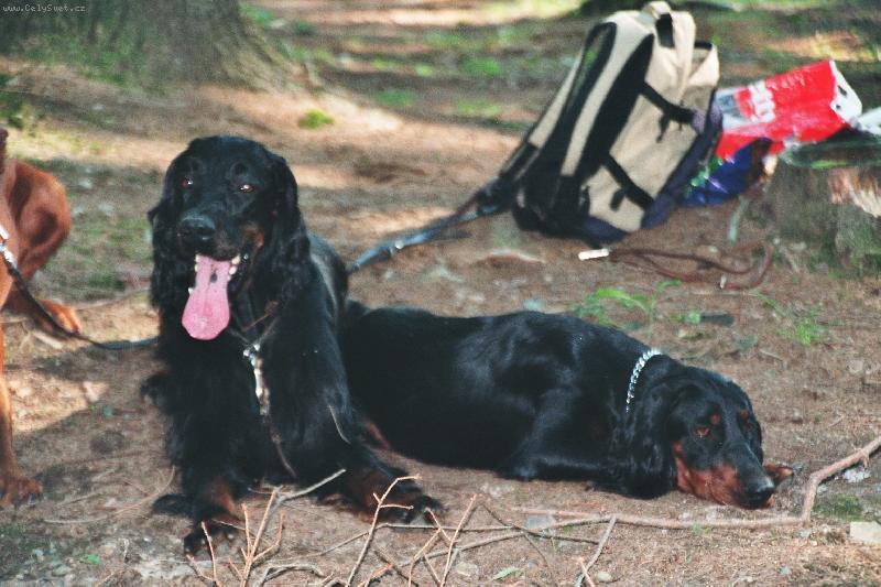 Foto: odpo�inek p�ed discipl�nou na n�cviku-Terry a Arwen