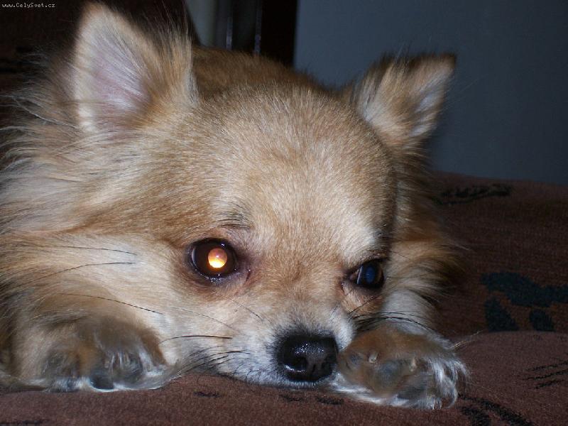 Foto: Odpo�inek-�iky-Odpoledn� sieste