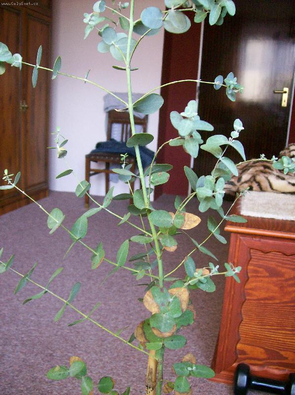 Foto: eukalyptus globulus-skvrnitost po p�esazen� (�k�dci,viry bakt�rie)