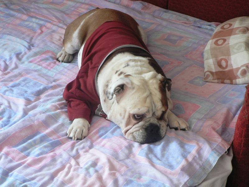 Foto: N� nejv�t�� mazel-Kub�k po operaci pacenky