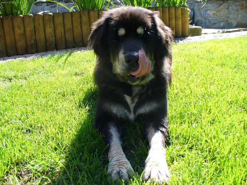 Foto: Dinu�a-Na� pejsek po roce