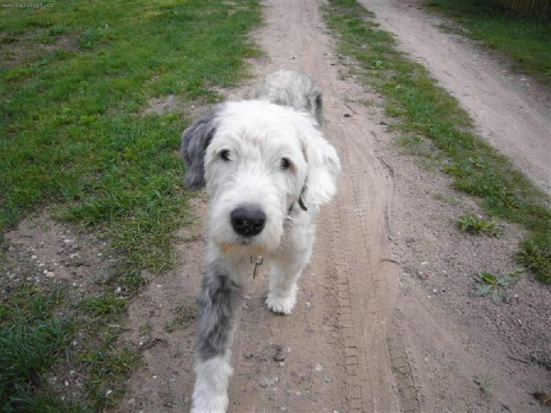 Foto: ADAM 14,5 LET NA PROCH�ZCE........-ADAM 14,5 LET NA PROCH�ZCE........