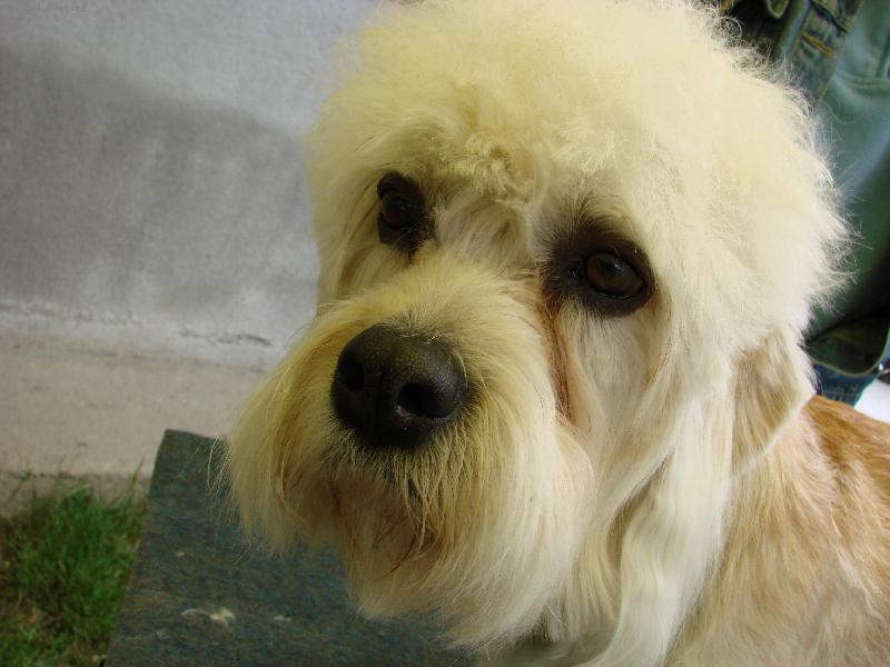 Foto: Jasm�na Okat� Fantazie-Na klubov� v�stav� DDT 07