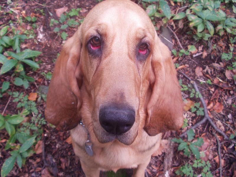 Foto: Takhle smutn� kouk�m-Blair Iseb