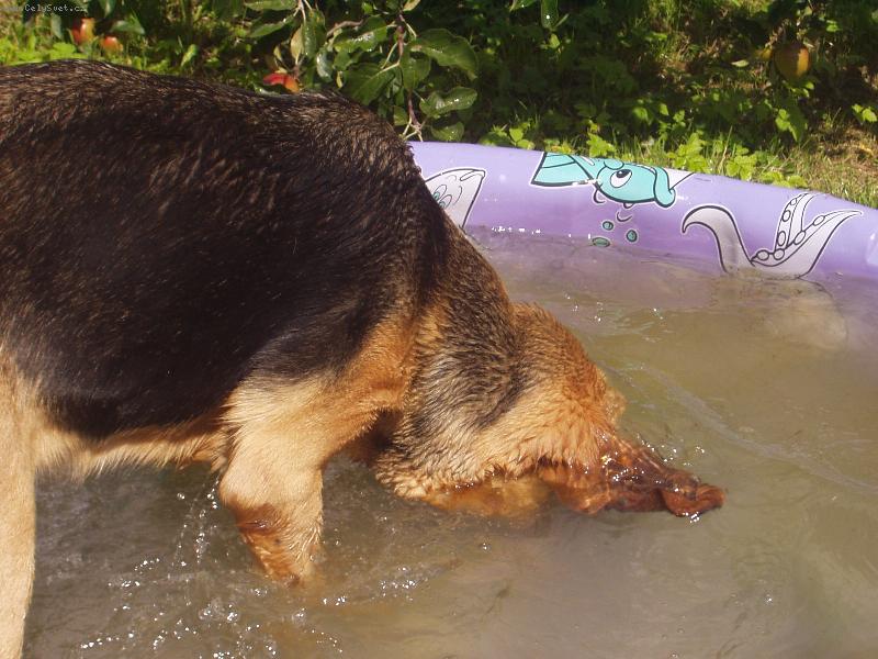 Foto: J� se um�m pot�p�t-Blair Iseb